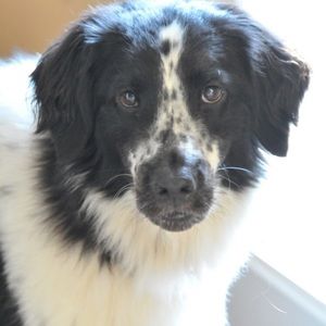 Meet your Posher, El